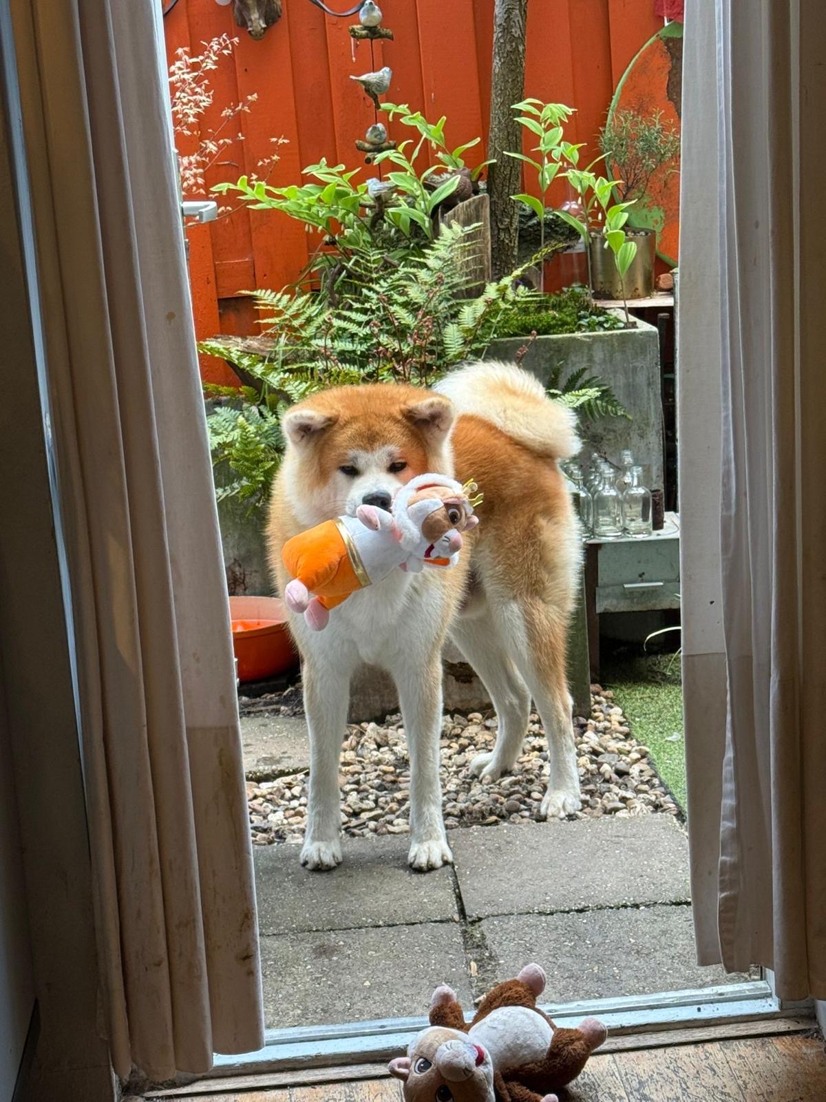 De hond van de familie