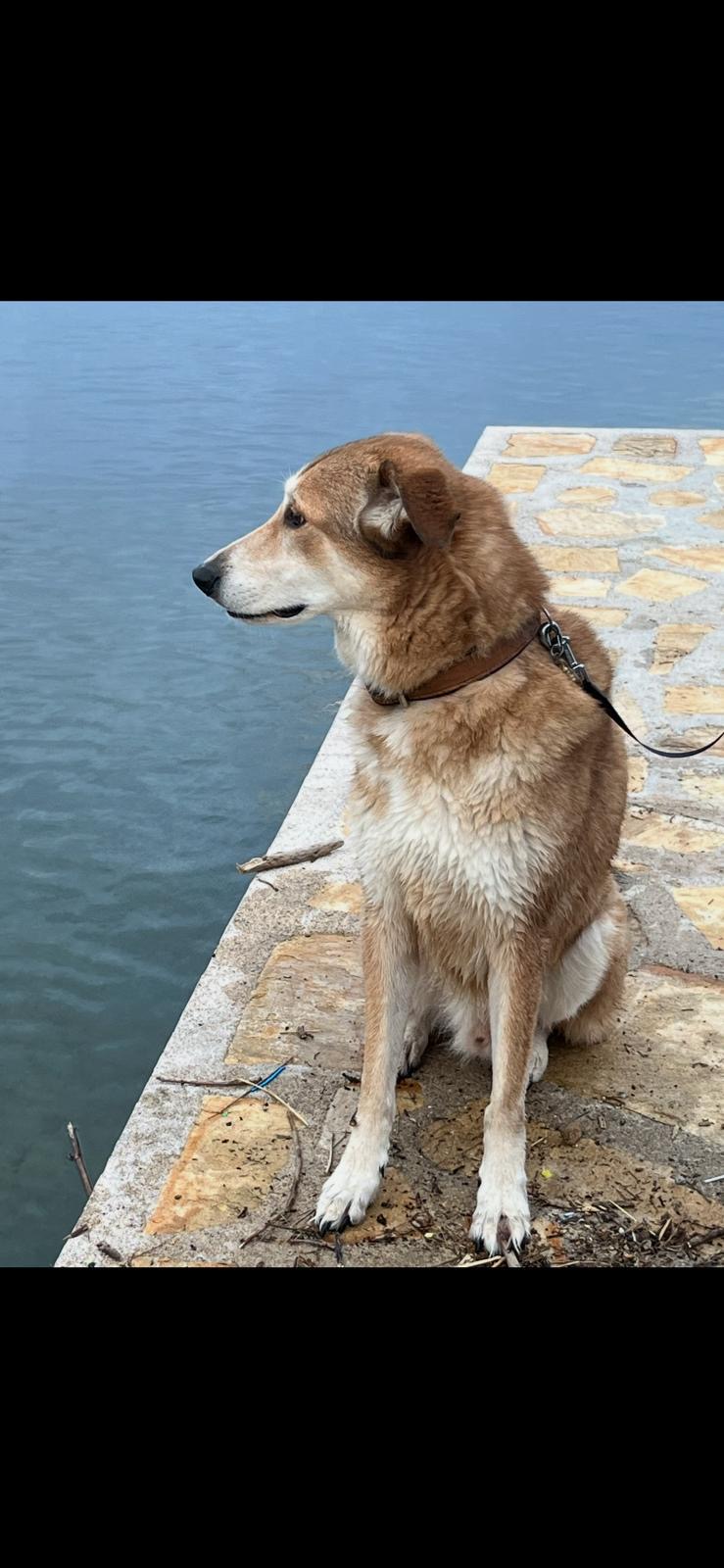 De hond van de familie