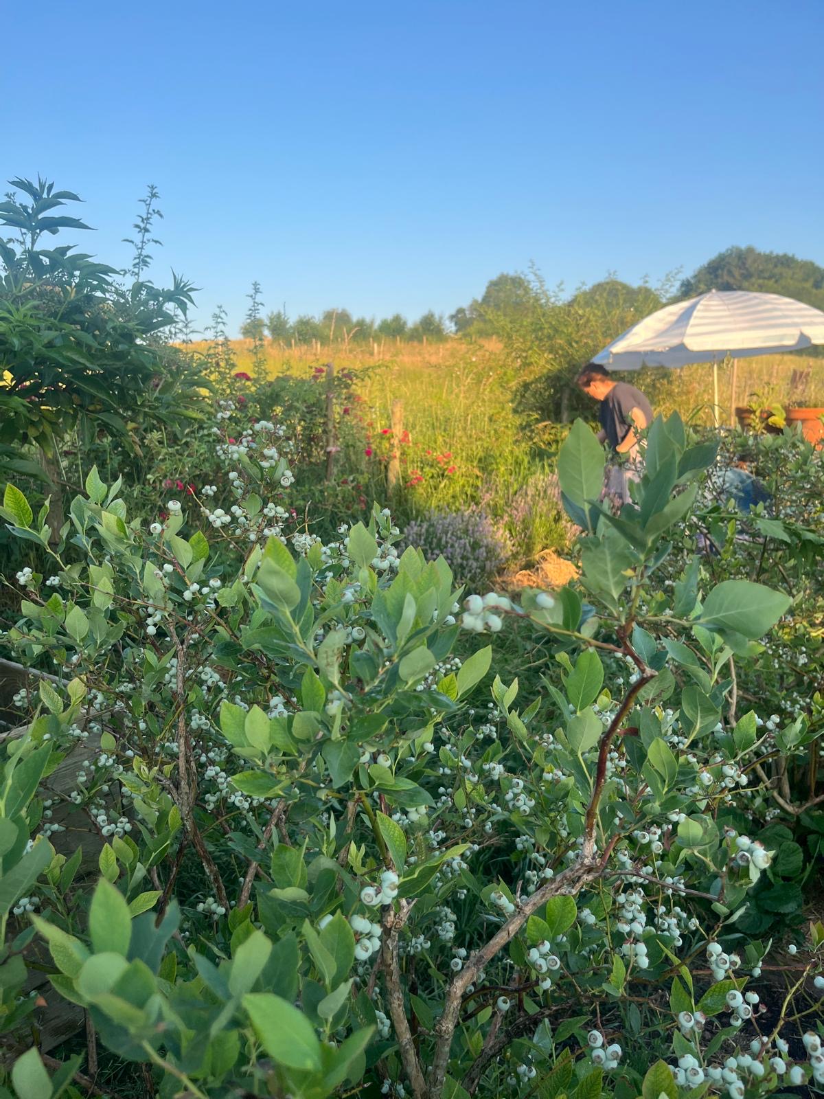 Moestuin in de zomer