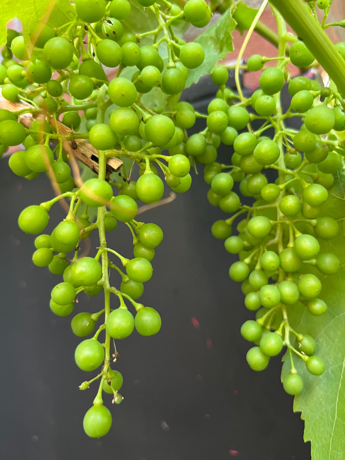 Tomaten aan de plant