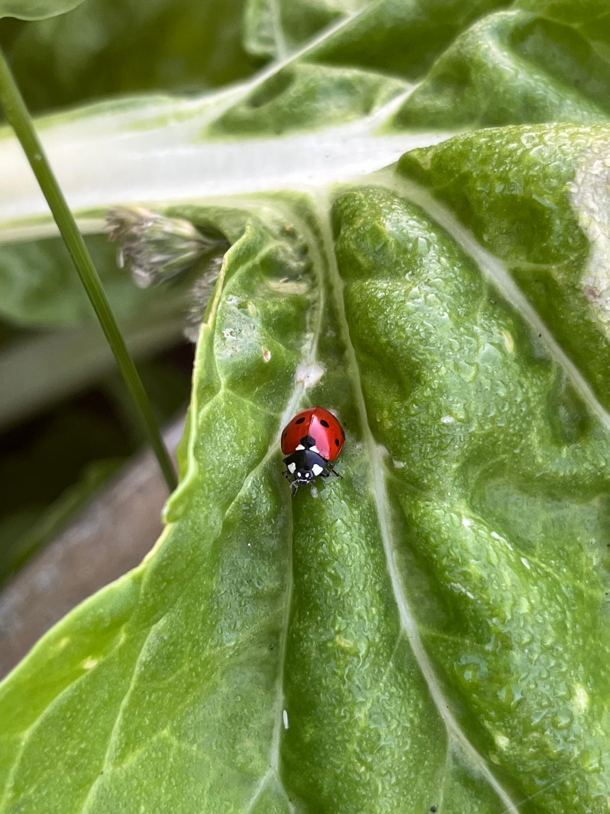 Lieveheersbeestje op een kool